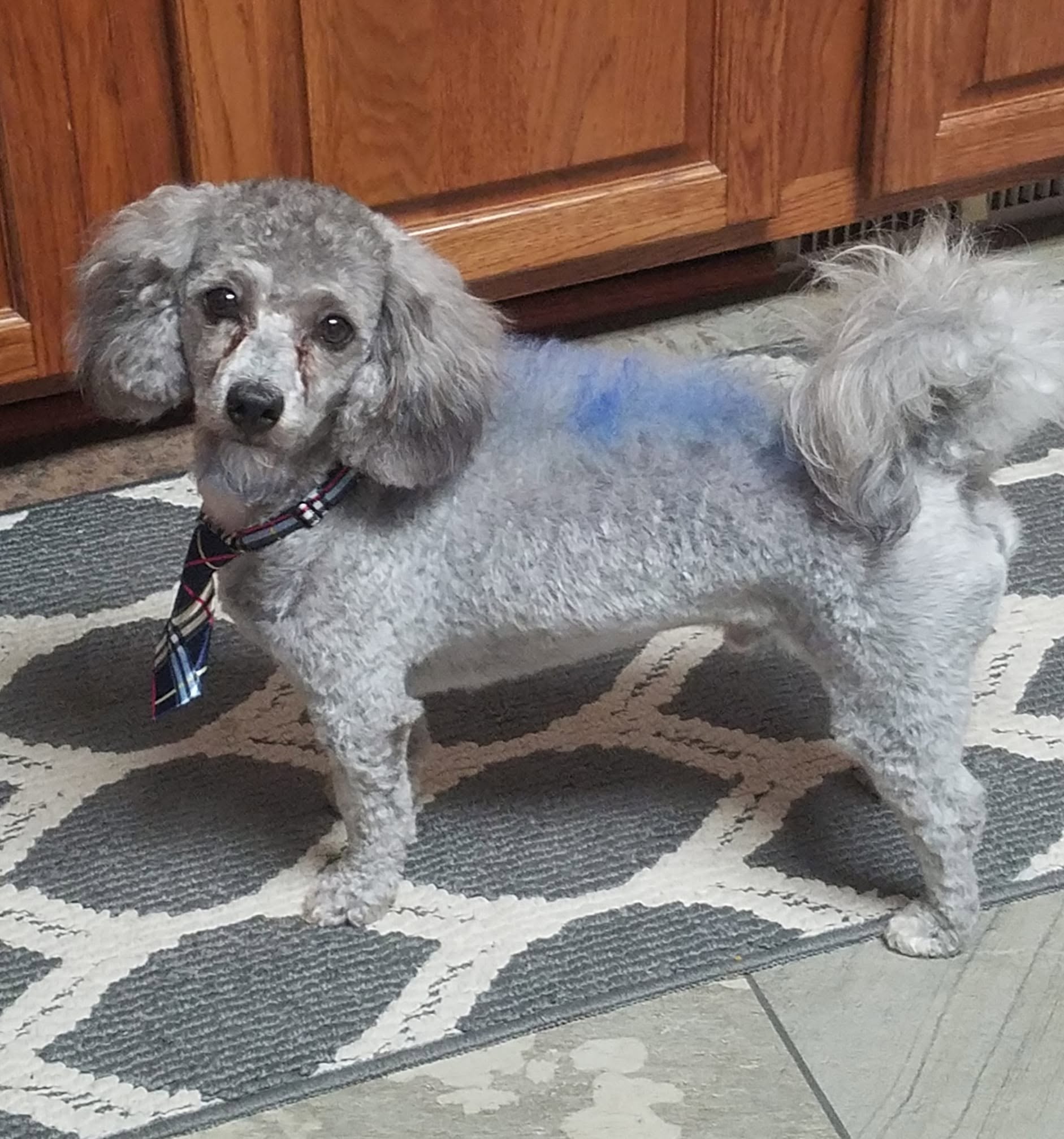 Banner freshly groomed and wearing a plaid tie