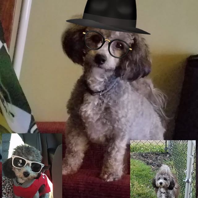 A collage of Banner wearing funny glasses and a hat